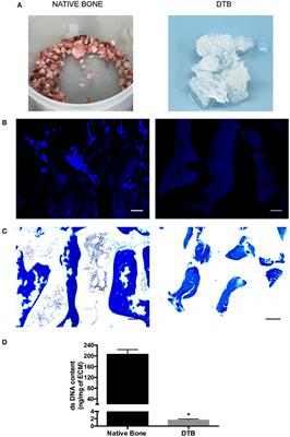 Investigating the Effects of Tissue-Specific Extracellular Matrix on the Adipogenic and Osteogenic Differentiation of Human Adipose-Derived Stromal Cells Within Composite Hydrogel Scaffolds